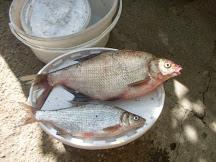 pescuit la dunare - sdc11634.JPG